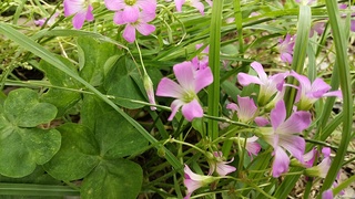 IMG_20190701_133904.jpg