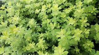 IMG_20191008_134616.jpg