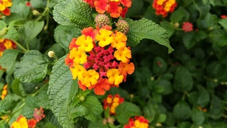 IMG_20191008_134633.jpg